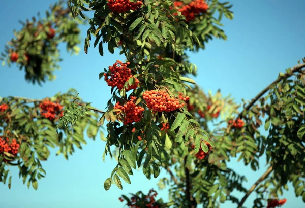 Ashberry Med Blad Himmel Bakgrund September — Stockfoto