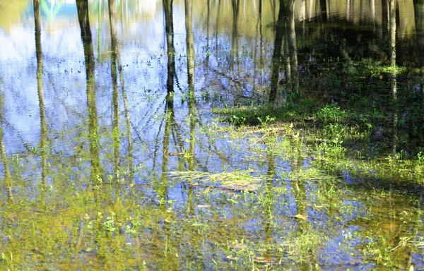 Small Puddle City Park Spring — Stock Photo, Image