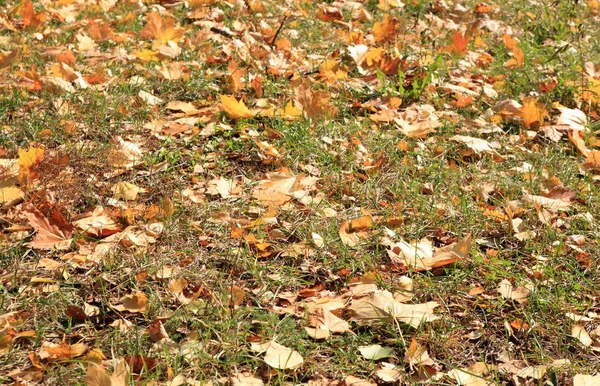 秋の黄色い楓の絨毯 — ストック写真