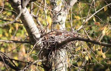 Ağaçtaki kıvrımlı yuva