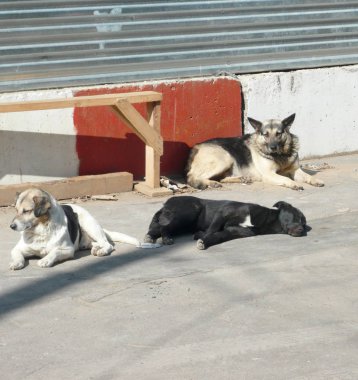 Gündüz sokak köpekleri