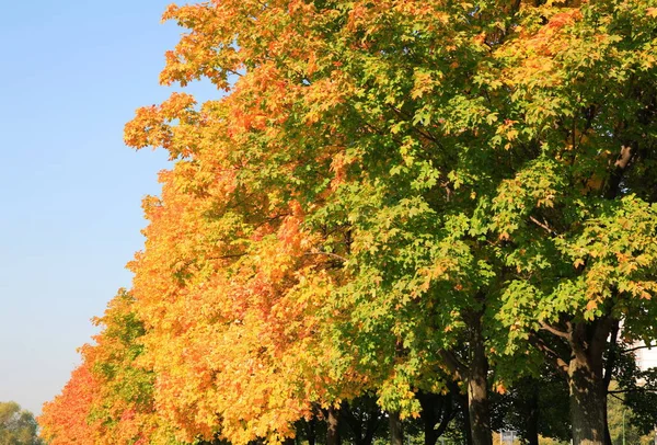 Деревья Осенью Сентябрь Ежедневное Время Парк — стоковое фото