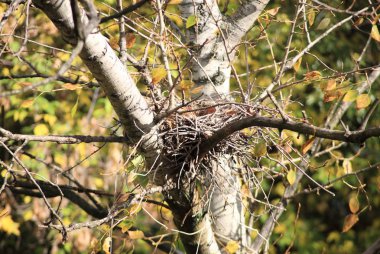 Ağaçtaki kıvrımlı yuva