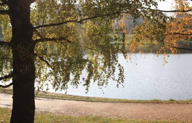 Sonbahar gününde huş ağacı