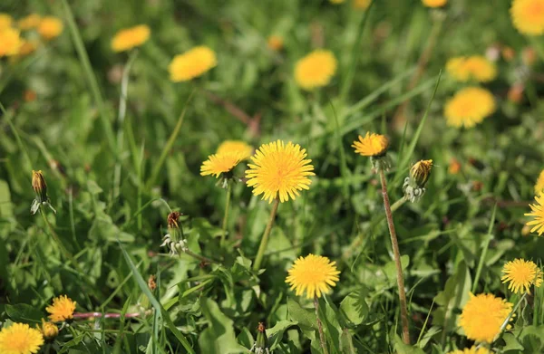 Dandelion Spring Day — Stock Photo, Image