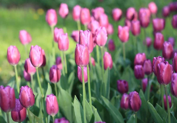 Red Tulip Spring — Stock Photo, Image