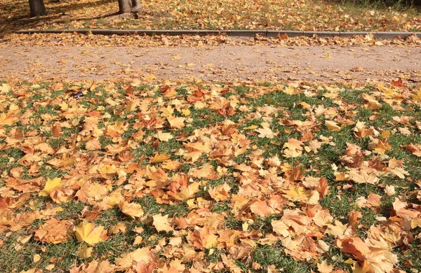 Alfombra Arce Amarillo Otoño —  Fotos de Stock