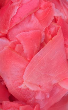 Gündüz pembe zencefil