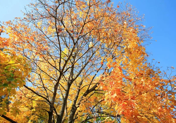 Feuilles Jaunes Sur Arbre Automne Doré Septembre — Photo