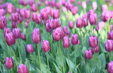 Baharda Kırmızı Lale