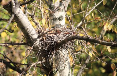 Ağaçtaki kıvrımlı yuva