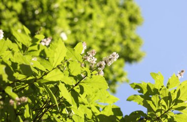 İlkbaharda gökyüzünde eflatun