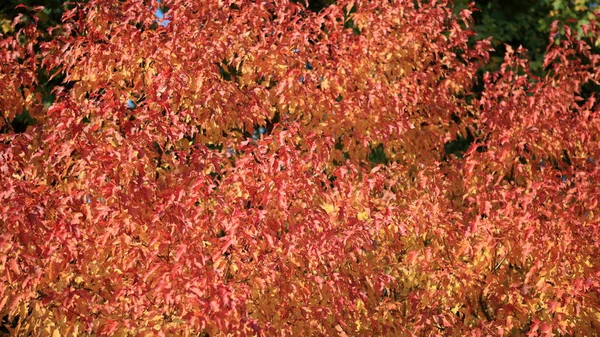 Red Yellow Leafs Autumn — Stock Photo, Image