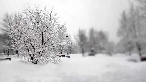 大雪过后的城市公园 — 图库照片