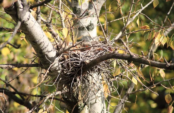 Ağaçtaki kıvrımlı yuva
