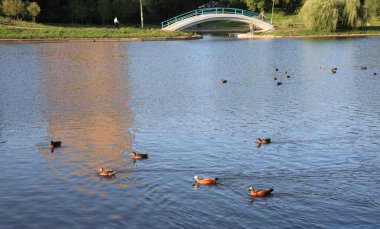 Şehir parkında yaz