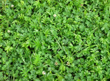 gün, Yeşil yonca otu