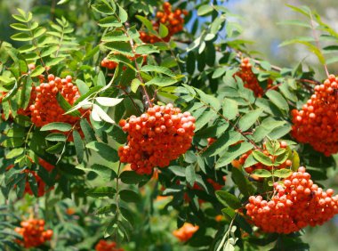 Kuru ve güneşli bir günde Ashberry