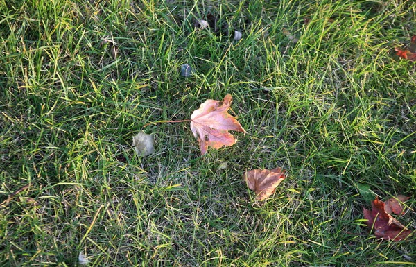 芝生の上の黄色のカエデを葉します — ストック写真