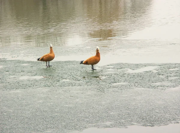 Two Geese Ice Spring March — Stock Photo, Image
