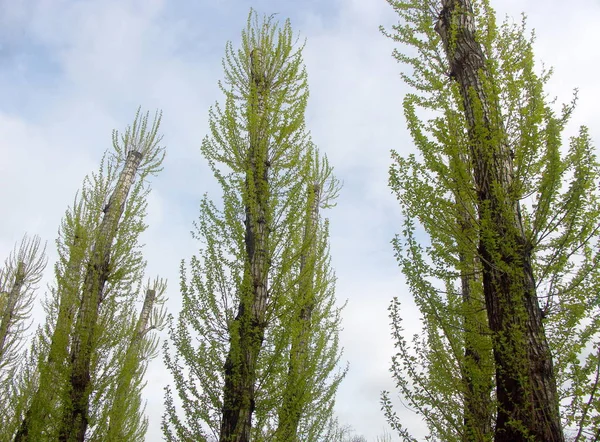 Birch Grove Spring May — Stock Photo, Image