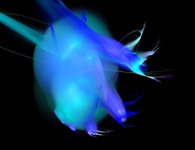 Siyah Renk Üzerine Bir Dijital Fraktal Resmi