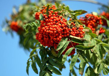 Ashberry ile gökyüzü arka planda, Eylül yapraklar