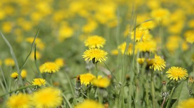 Bahar günü karahindiba