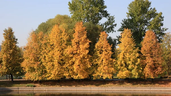 Şehir Parkı Altın Yağmuru — Stok fotoğraf