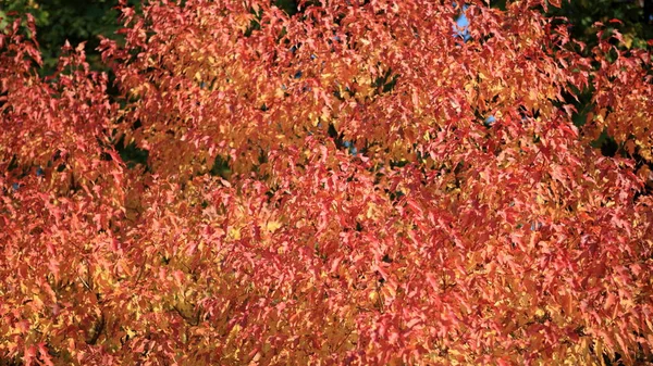 Red Yellow Leafs Autumn — Stock Photo, Image