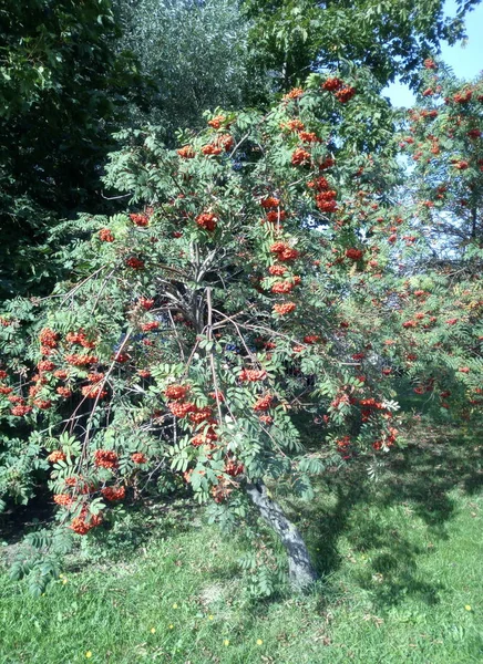 Arándano Día Soleado Seco — Foto de Stock