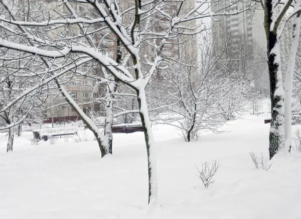 Parc Municipal Après Les Chutes Neige Jour — Photo