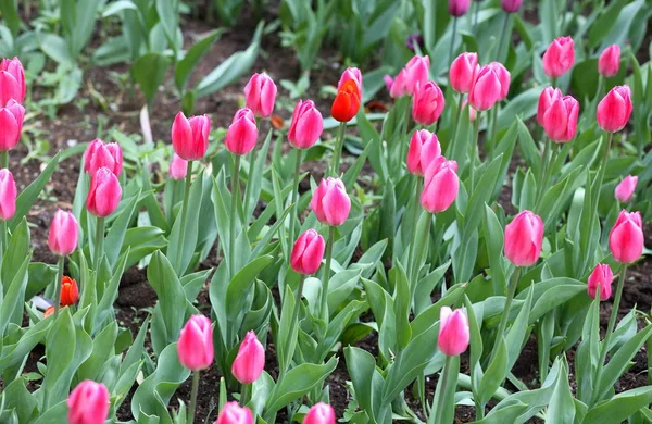 Tulip Spring Earth — Stock Photo, Image