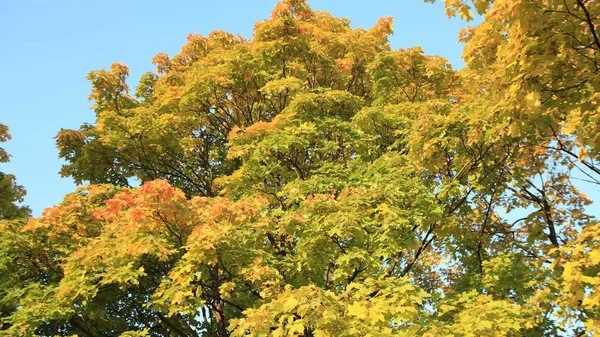 Желтые Кленовые Листья Дереве — стоковое фото
