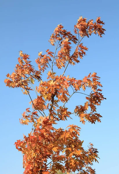 Red Oak Leafs Autumn — Stock Photo, Image