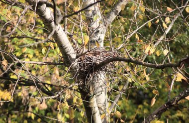 Ağaçtaki kıvrımlı yuva