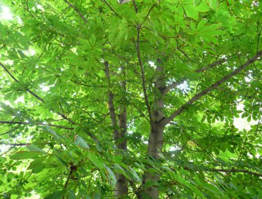 gün kestane yapraklar