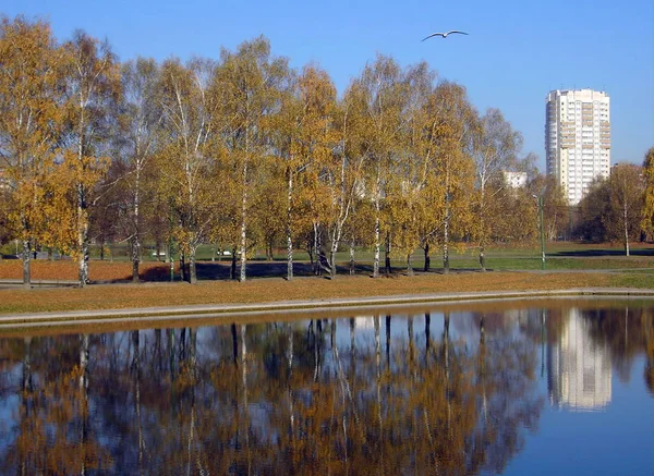 Park Miejski Złoto Spaść Października Rano — Zdjęcie stockowe