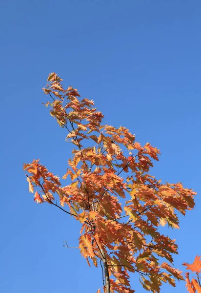 Червоне Листя Дуба Восени — стокове фото