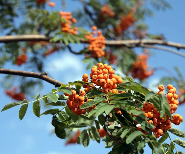 Ashberry Dry Sunny Day — Stock Photo, Image