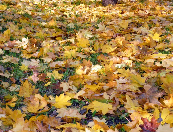 Alfombra Arce Amarillo Sobre Asfalto Otoño —  Fotos de Stock