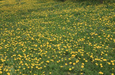 Bahar günü karahindiba