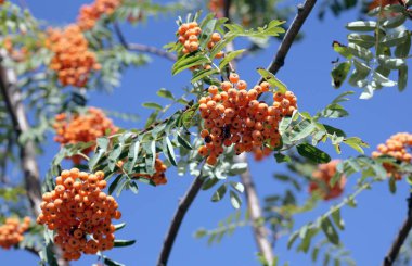 Ashberry ile gökyüzü arka planda, Eylül yapraklar 