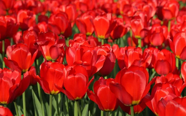Tulipe Rouge Printemps Sur Terre — Photo