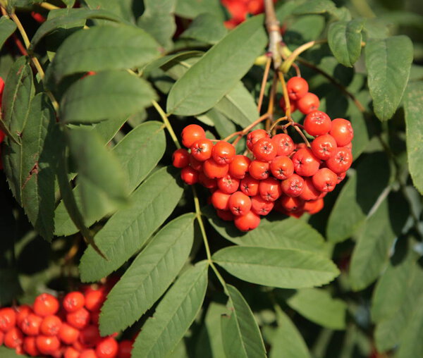 ashberry with leafs on sky background