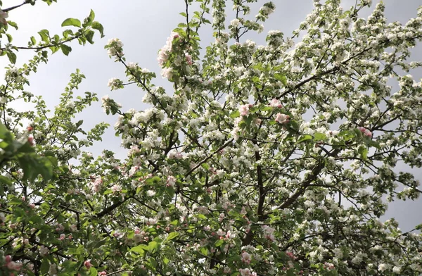 春のリンゴの花 — ストック写真