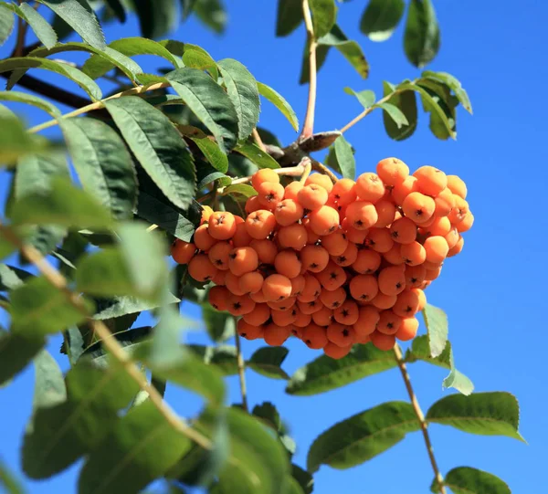 Ashberry Dry Sunny Day — Stock Photo, Image