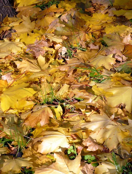 Alfombra Arce Amarillo Otoño —  Fotos de Stock