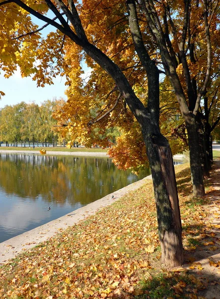 秋天的黄色枫树小巷 — 图库照片