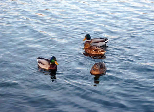 市区公园池塘内的水鸭 — 图库照片